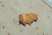 Ennomos fuscantaria