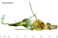 Stemmatophora rungsi