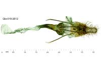 Stemmatophora rungsi