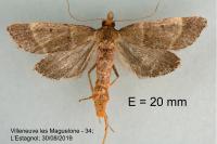 Stemmatophora rungsi