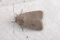 Caradrina flavirena