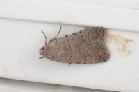 Caradrina flavirena