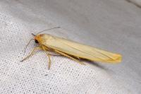 Manulea complana