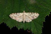 Eupithecia semigraphata