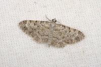 Eupithecia semigraphata