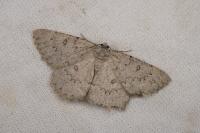 Charissa obscurata obscurata
