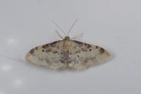 Idaea filicata