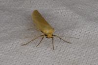 Indalia pygmaeola pallifrons