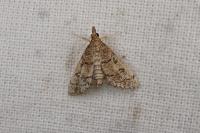 Metasia cuencalis bourgognei