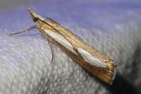 Catoptria conchella conchella