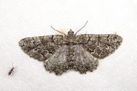 Peribatodes secundaria secundaria
