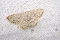 Scopula marginepunctata