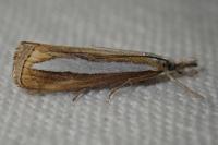 Catoptria margaritella
