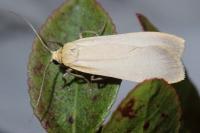 Katha depressa