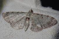 Pasiphila debiliata