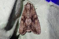 Apamea monoglypha monoglypha