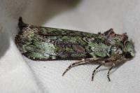 Anaplectoides prasinus