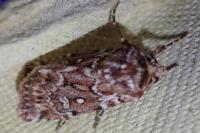 Lycophotia porphyrea