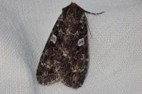 Eurois occulta