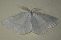 Cabera exanthemata
