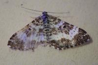 Epirrhoe tristata