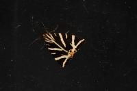 Euplagia quadripunctaria