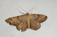 Selidosema brunnearia brunnearia