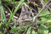 Autographa gamma