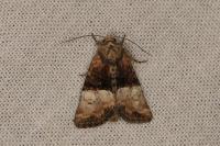 Mesoligia furuncula