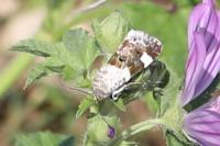 Acontia lucida