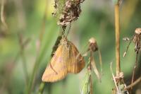 Lythria purpuraria
