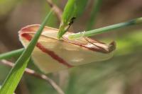 Rhodometra sacraria