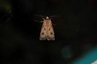 Agrotis exclamationis exclamationis