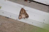 Agrotis exclamationis exclamationis