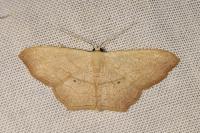 Scopula imitaria