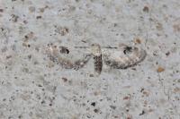 Eupithecia centaureata