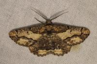 Menophra japygiaria