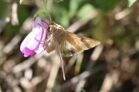 Helicoverpa armigera