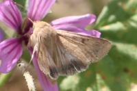 Helicoverpa armigera