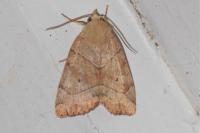 Cosmia trapezina
