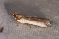 Denticera divisella
