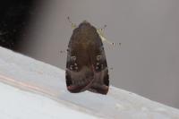 Noctua janthe/janthina