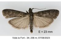 Pyla fusca