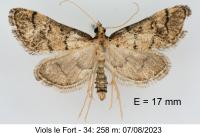 Metasia cuencalis bourgognei
