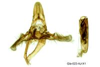 Phycita roborella