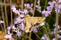 Helicoverpa armigera