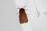 Phragmatobia fuliginosa