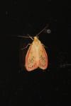 Miltochrista miniata