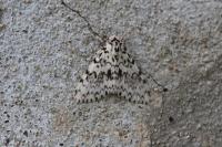 Lymantria monacha
