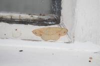 Cyclophora punctaria